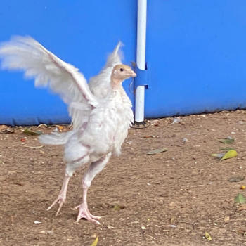 Adopt Iris