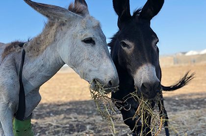 Meet Miri and Gili